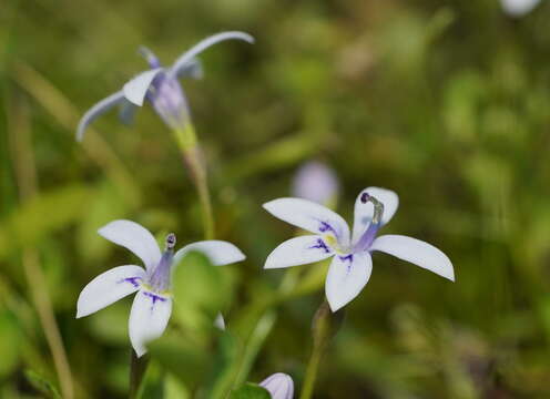 Isotoma fluviatilis (R. Br.) F. Muell. ex Benth. resmi