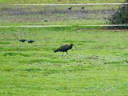 Image of Bald Ibis