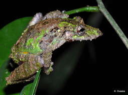 Scinax garbei (Miranda-Ribeiro 1926)的圖片