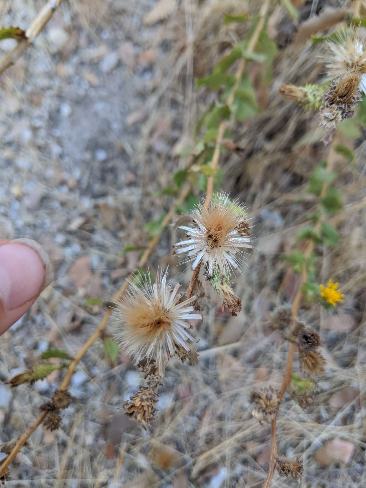 Image of Hazardia squarrosa var. squarrosa