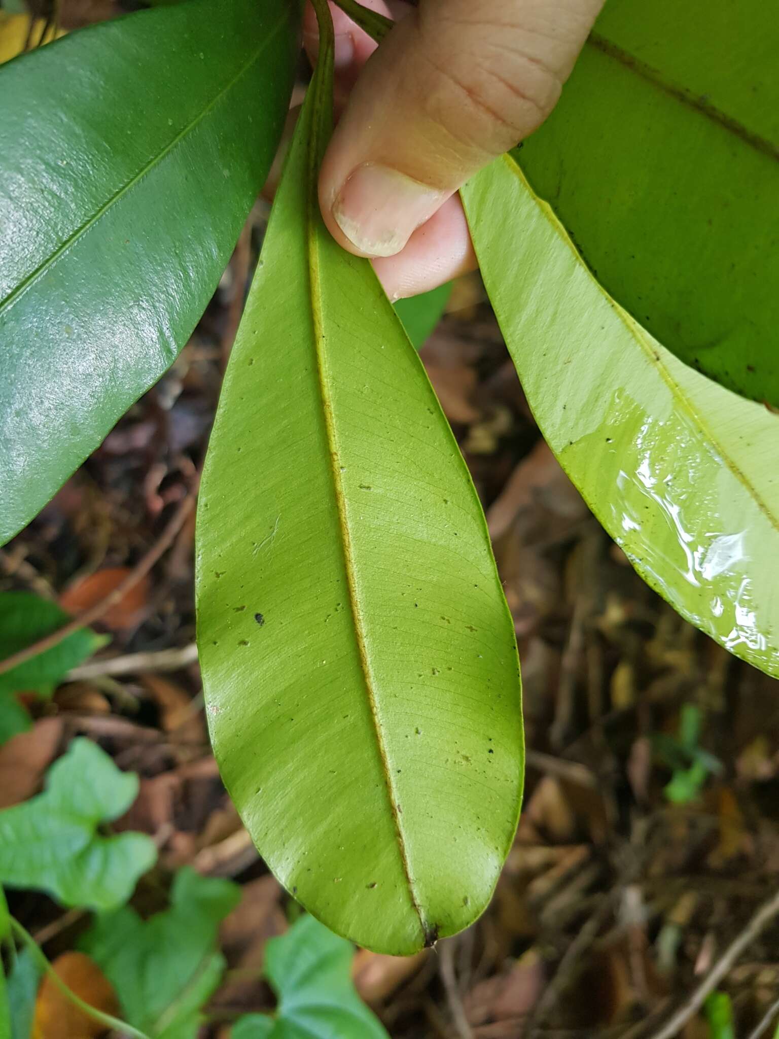 Image of Calophyllum teysmannii Miq.