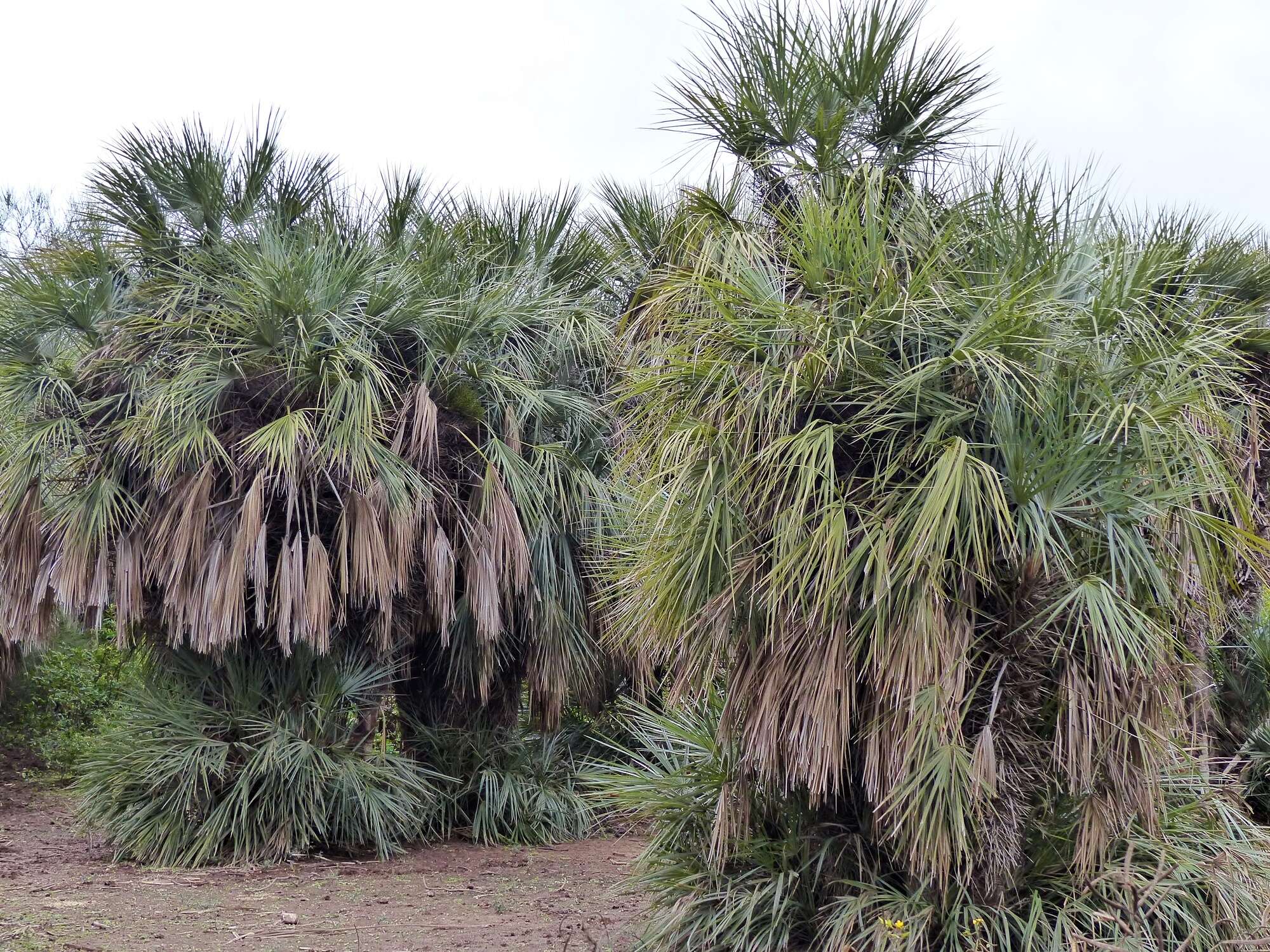 Plancia ëd Trithrinax schizophylla Drude