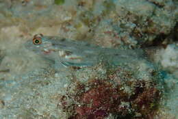 Fusigobius signipinnis Hoese & Obika 1988 resmi