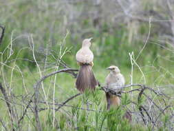 صورة Toxostoma lecontei Lawrence 1851