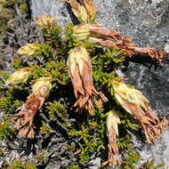 Image of Erica banksia subsp. banksia