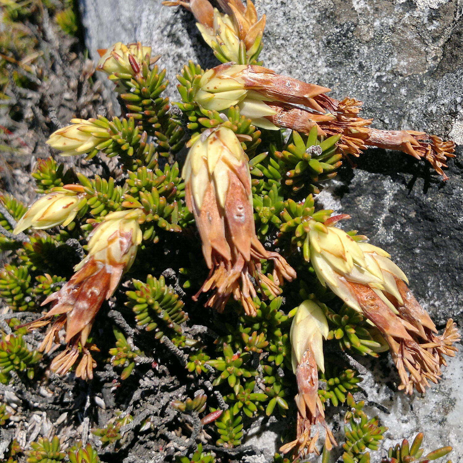 Image of Red Tutu Heath