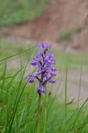 Image of Dactylorhiza umbrosa (Kar. & Kir.) Nevski