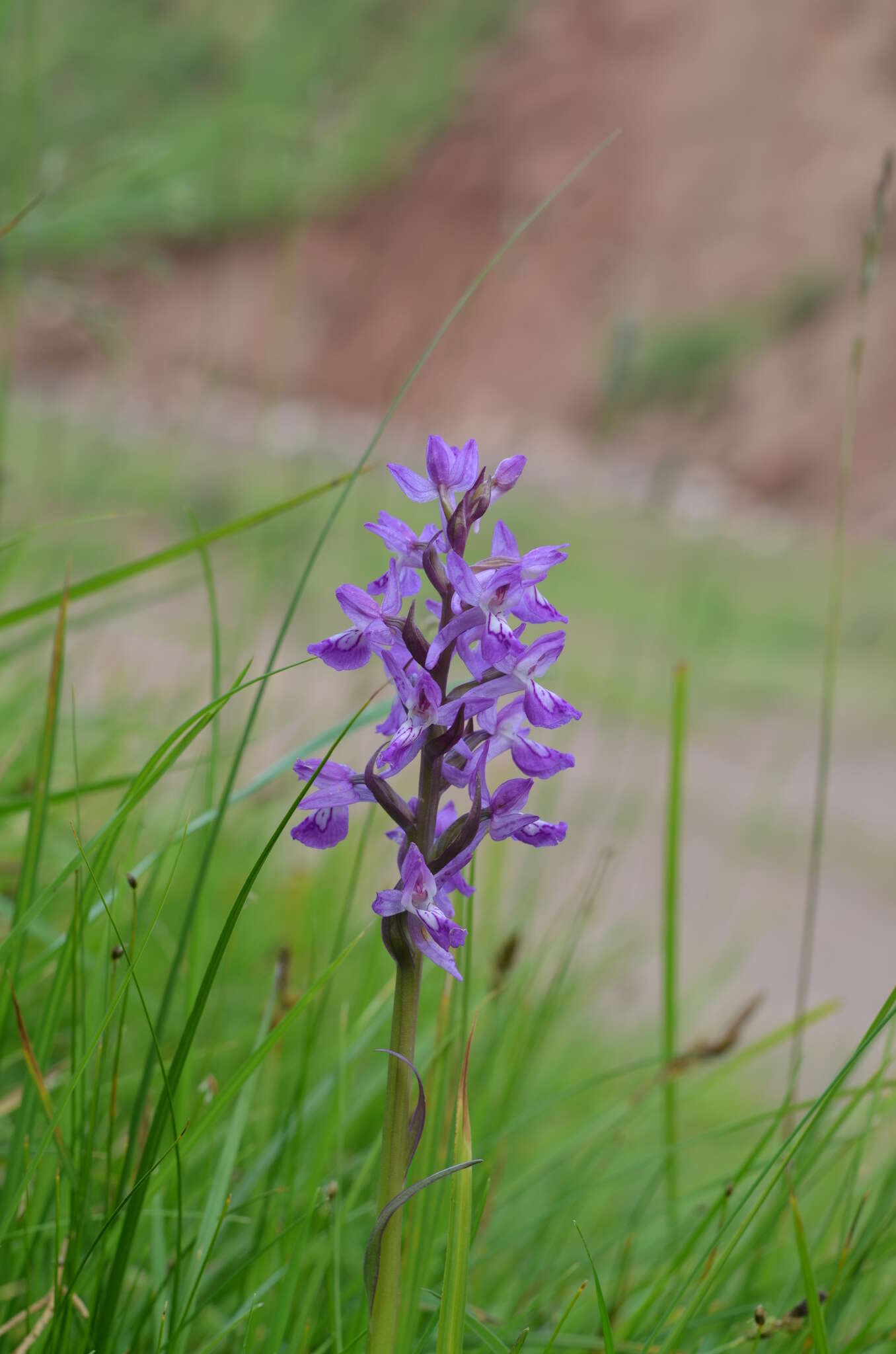 Imagem de Dactylorhiza umbrosa (Kar. & Kir.) Nevski