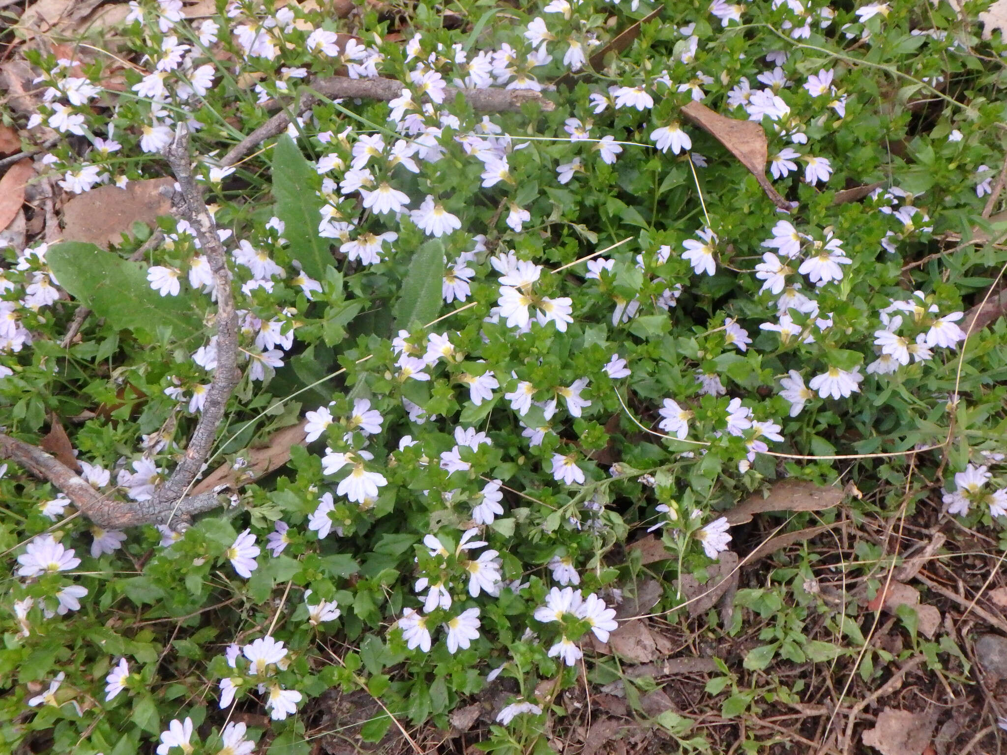 Image of Scaevola albida (Smith) Druce