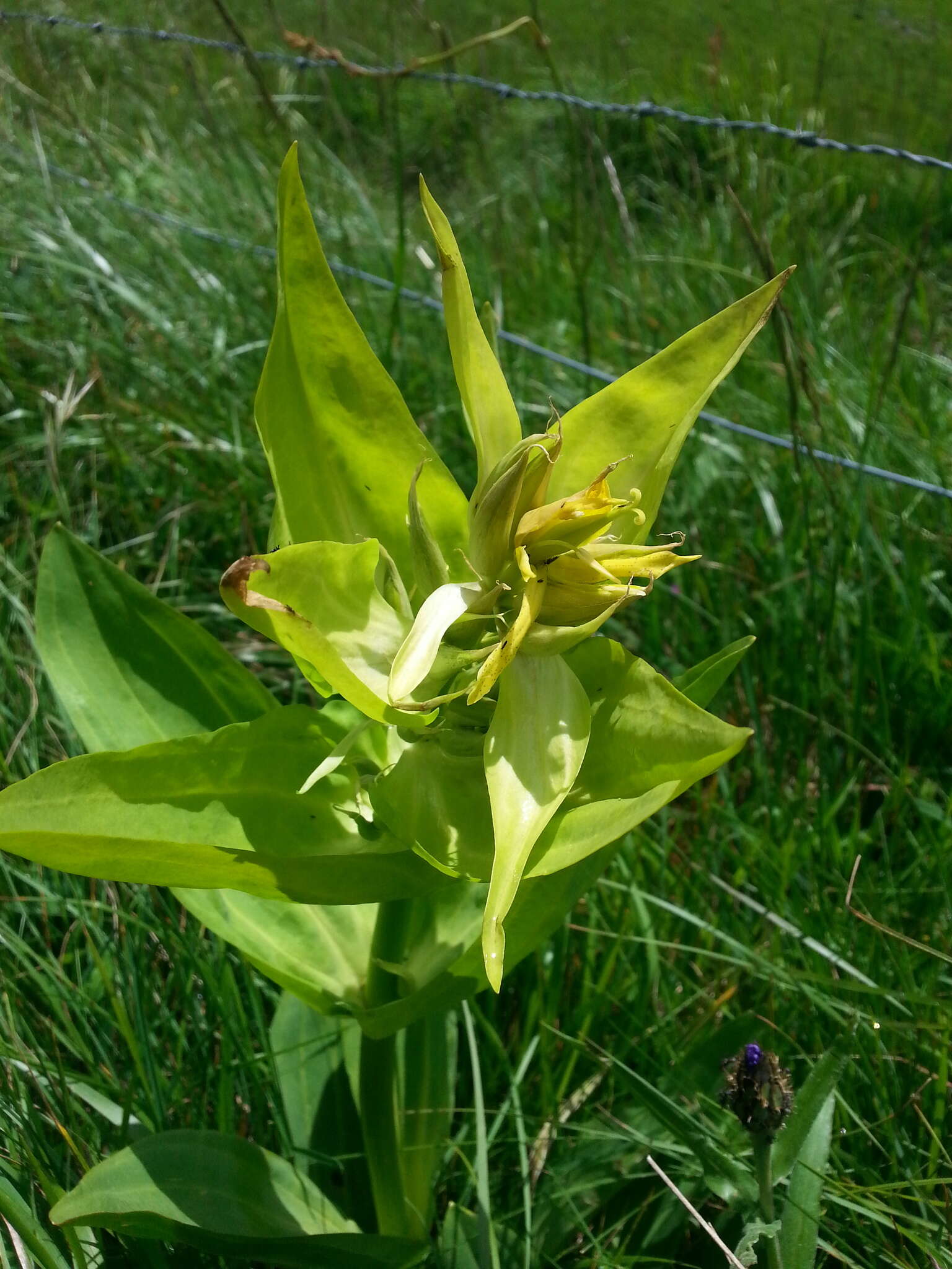 Image of bitter root