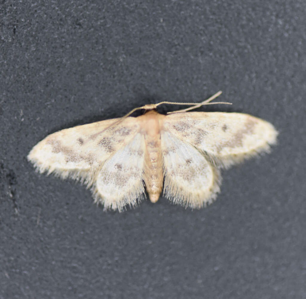 Image de Idaea bonifata Hulst 1887