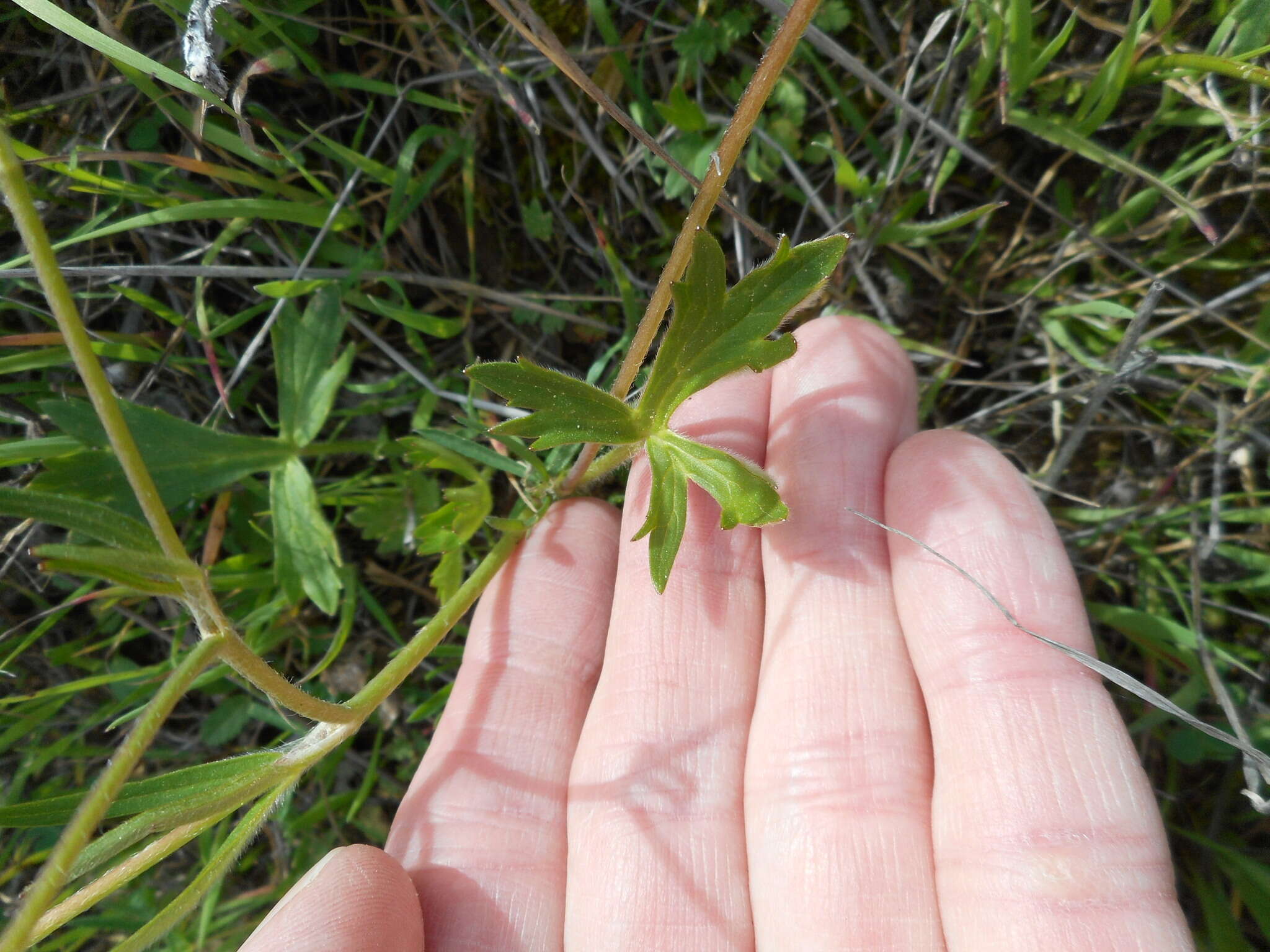 Image of Sacramento Valley Buttercup