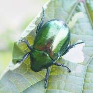 Mimela splendens (Gyllenhal 1817) resmi