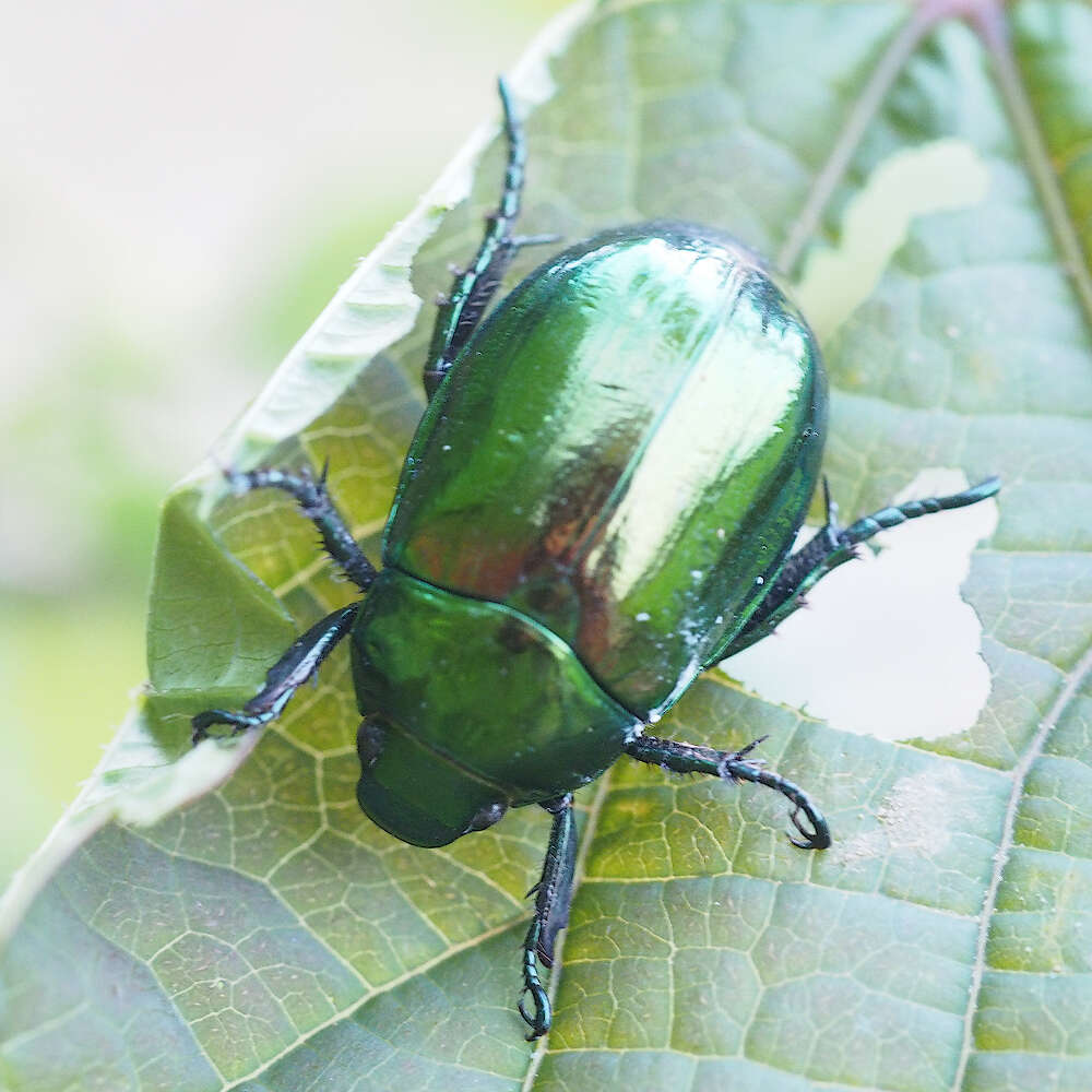 Mimela splendens (Gyllenhal 1817) resmi