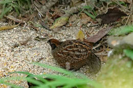 Image of Black-fronted Wood Quail