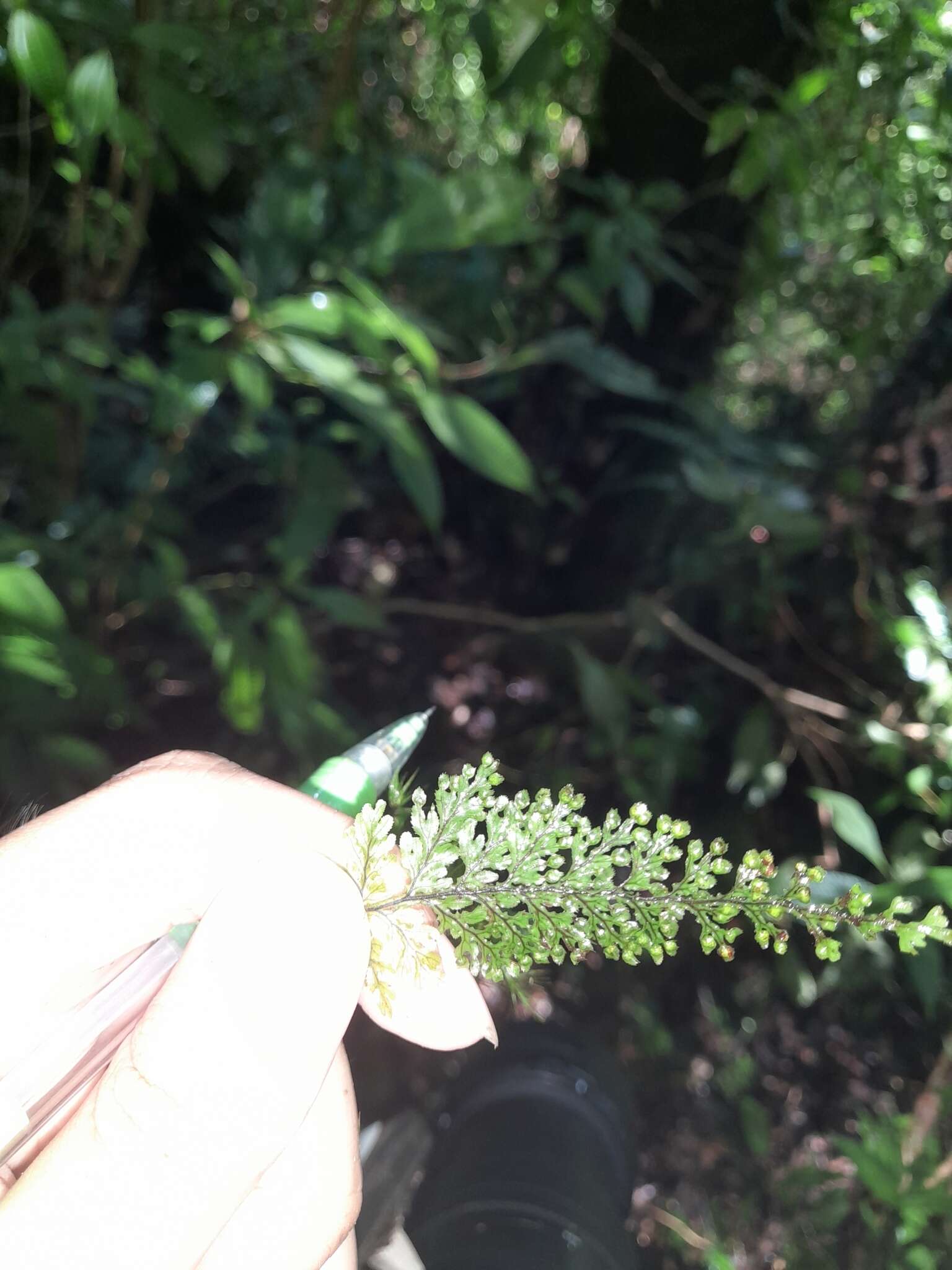 Image of Hymenophyllum barbatum (v. d. Bosch) Bak.