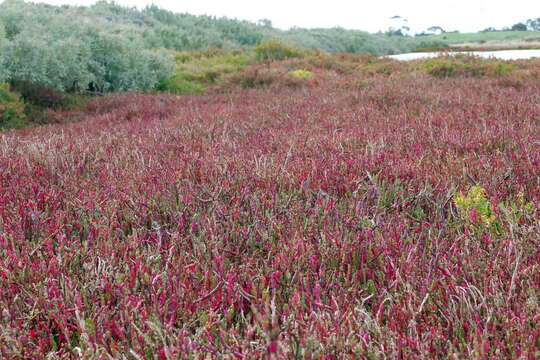 Image of Salicornia quinqueflora Bunge ex Ung.-Sternb.