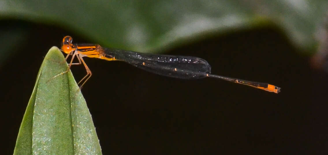 Image of Florida Bluet