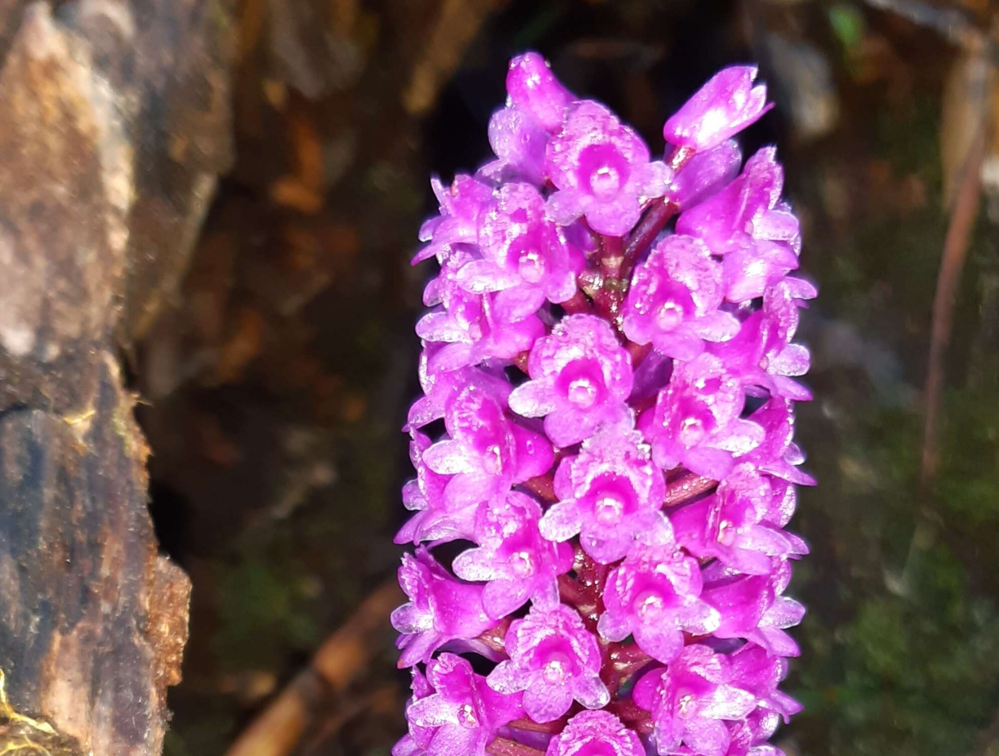 Imagem de Arpophyllum giganteum subsp. medium (Rchb. fil.) Dressler