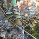 Image of Veronica amplexicaulis Armst.