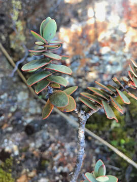 Image of Veronica amplexicaulis Armst.