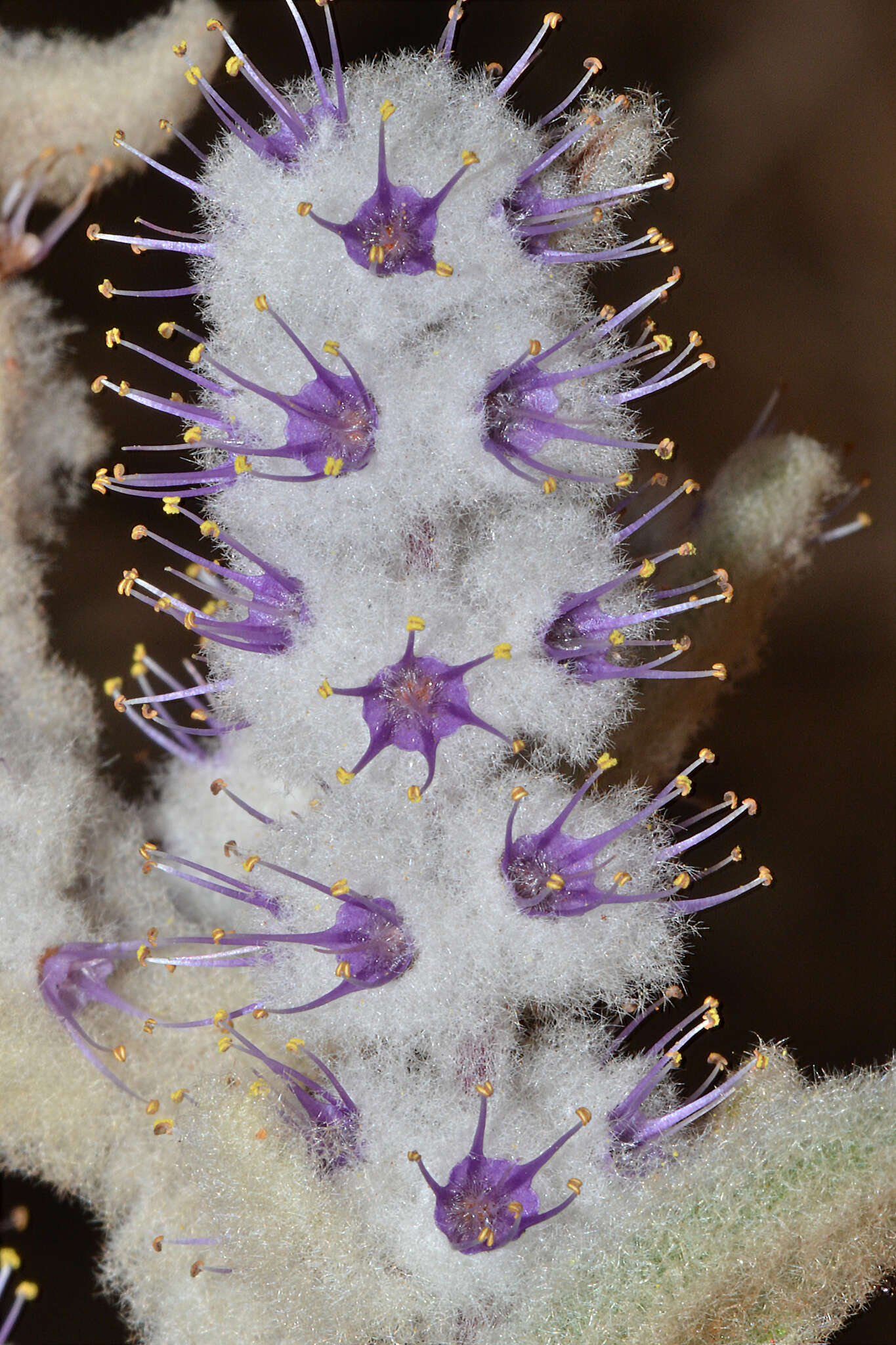 Image of Lachnostachys coolgardiensis S. Moore