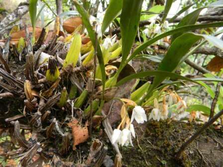 Image of Coelogyne breviscapa Lindl.