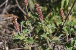 Imagem de Acalypha monostachya Cav.