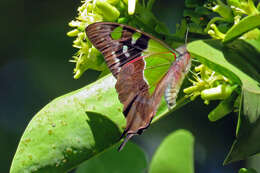 Слика од Graphium macleayanus (Leach 1814)