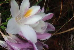 Freesia leichtlinii subsp. alba (G. L. Mey.) J. C. Manning & Goldblatt resmi