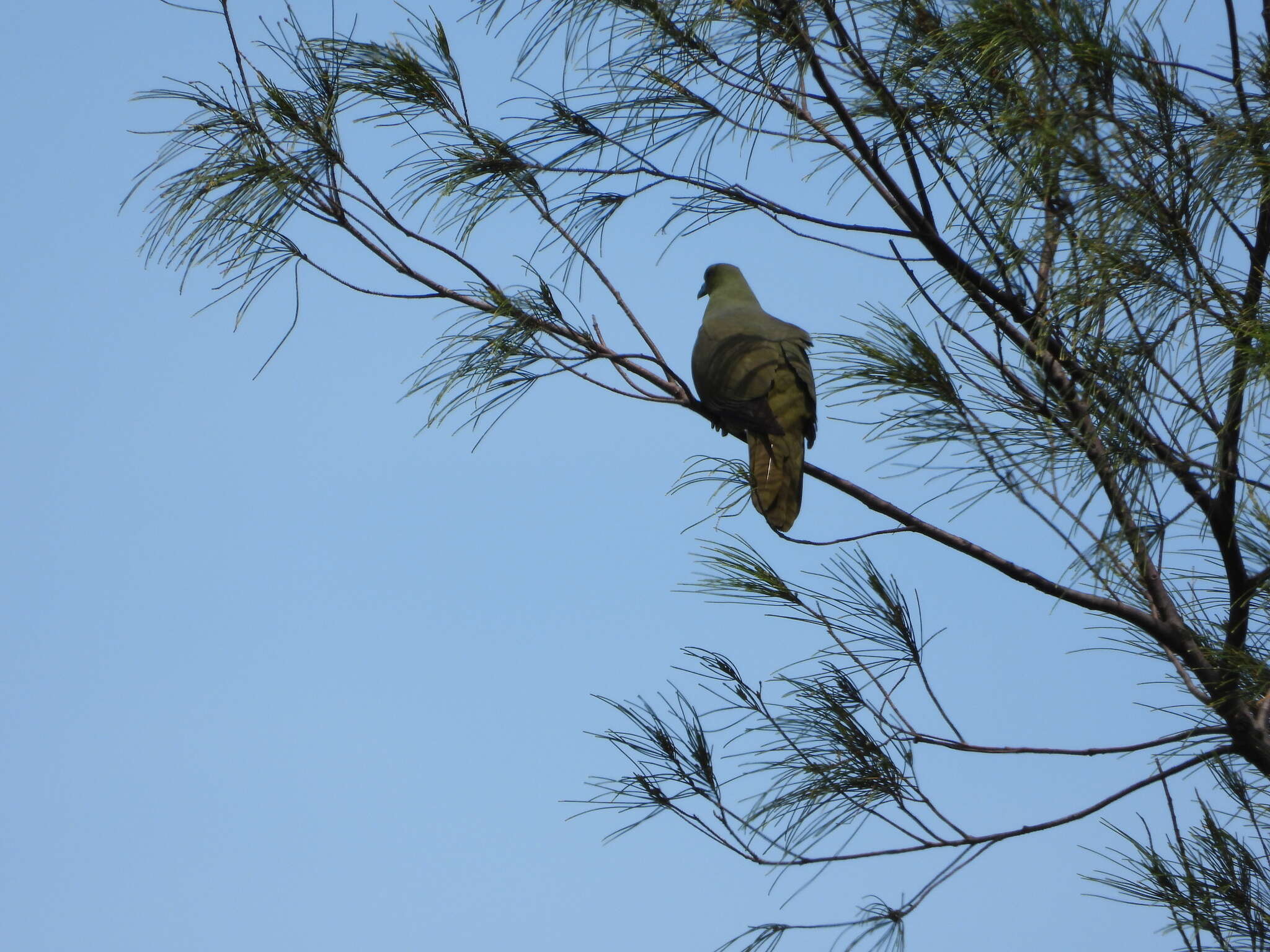 Image of Taiwan Green-pigeon