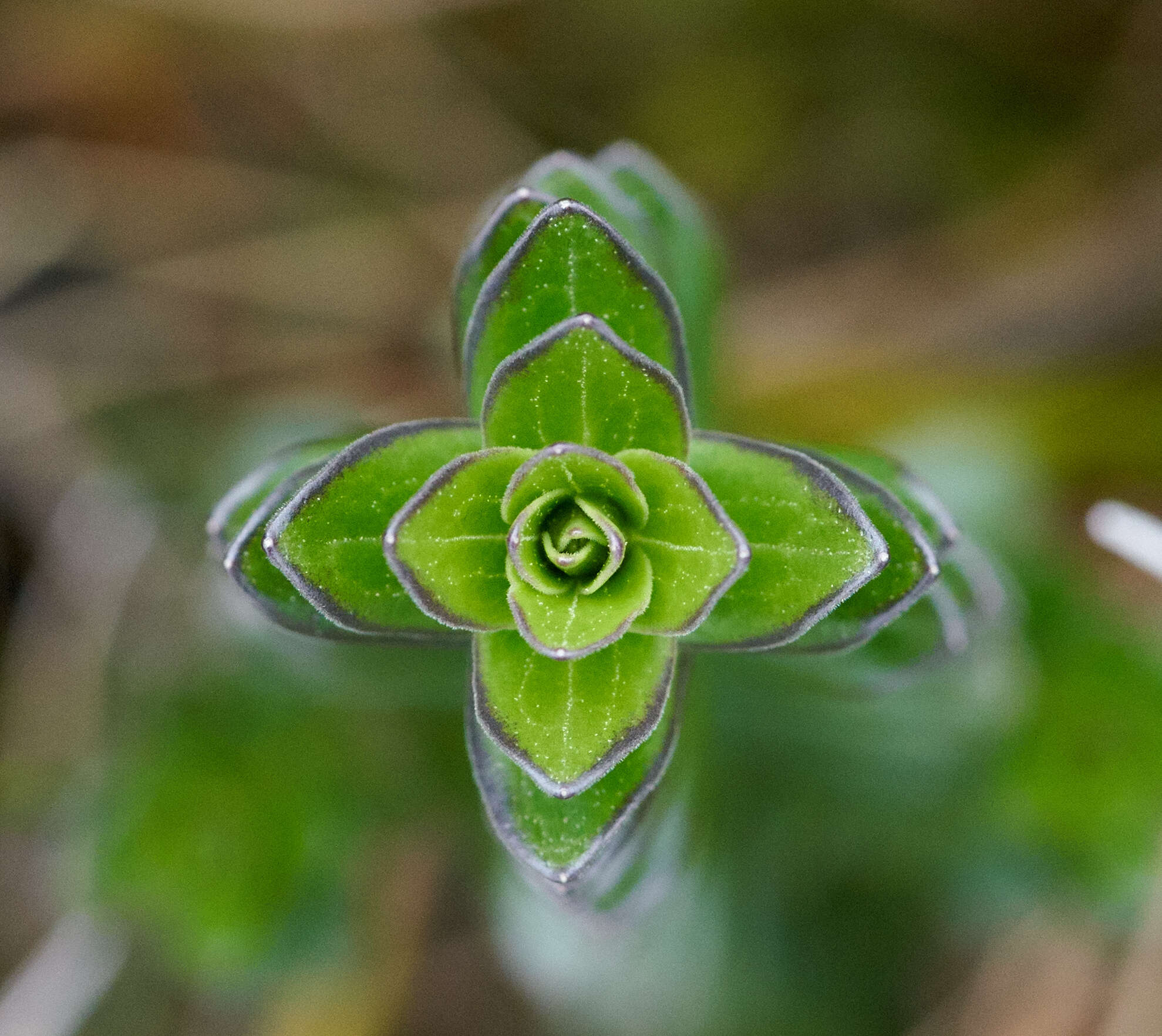 Imagem de Valeriana microphylla Kunth