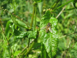 صورة Helophilus pendulus (Linnaeus 1758)