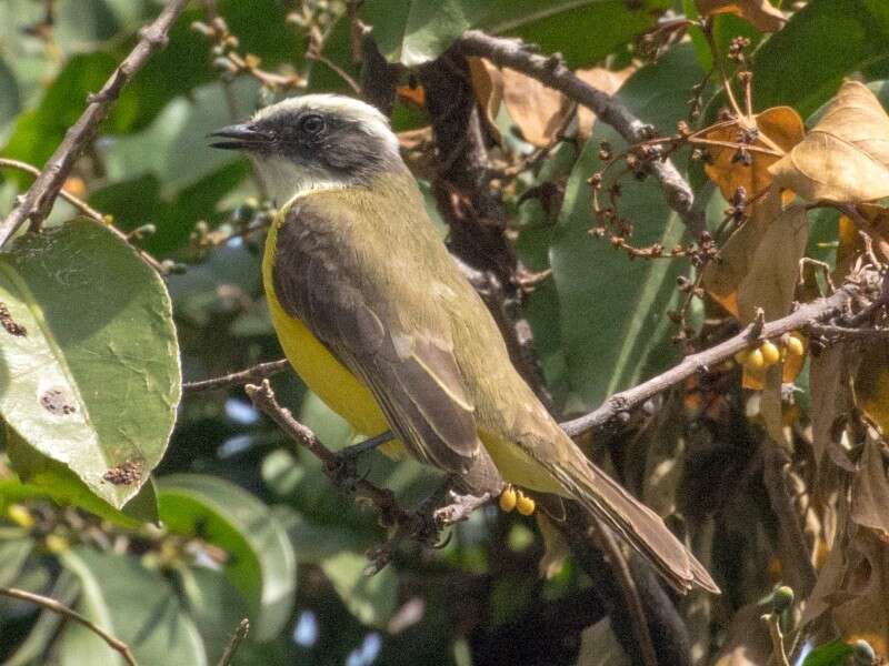 صورة Myiozetetes similis texensis (Giraud Jr 1841)