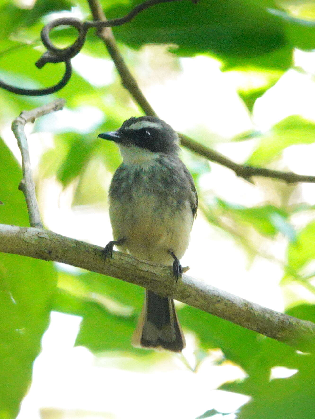 Image of Kai Northern Fantail