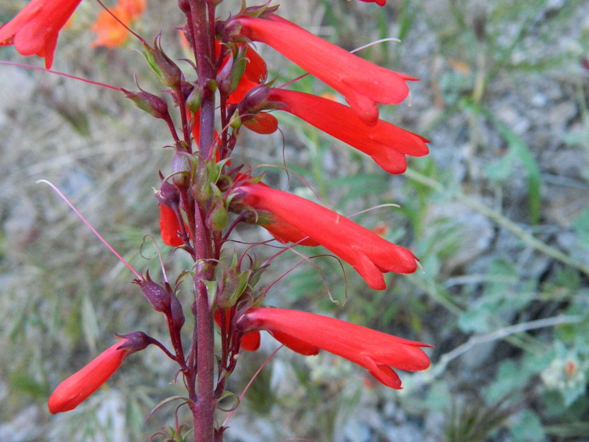 Image of firecracker penstemon