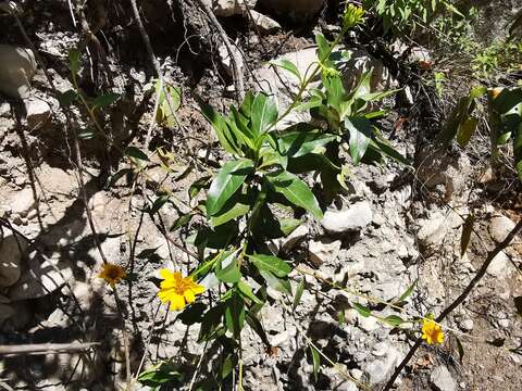 صورة Flourensia monticola M. O. Dillon