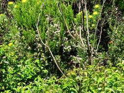 Image of Erica triflora L.