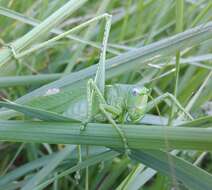 Sivun Tettigonia caudata (Charpentier 1845) kuva