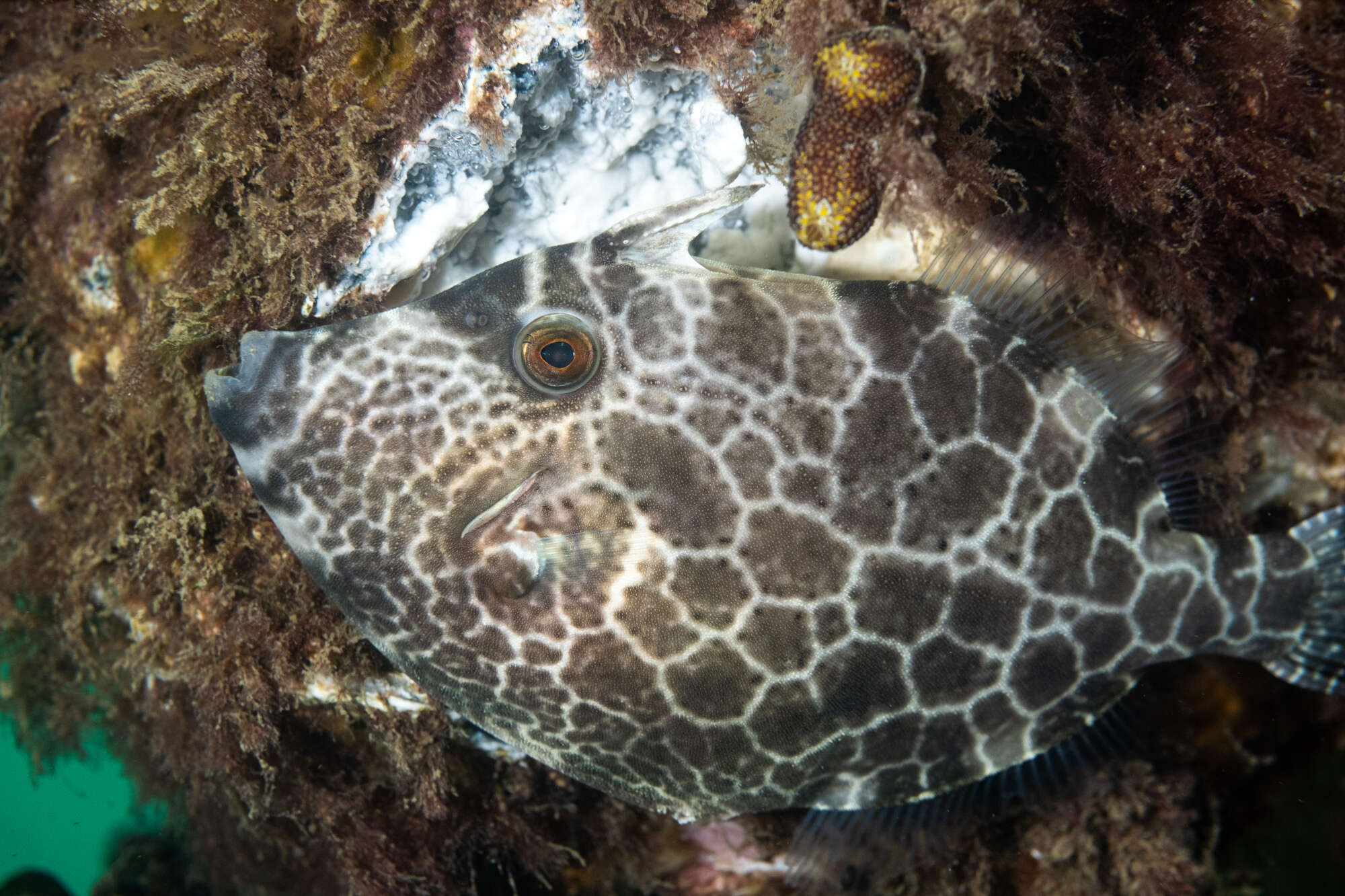 Image de Eubalichthys gunnii (Günther 1870)