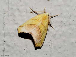 Image of Pink-bordered Yellow, Two-pronged Looper