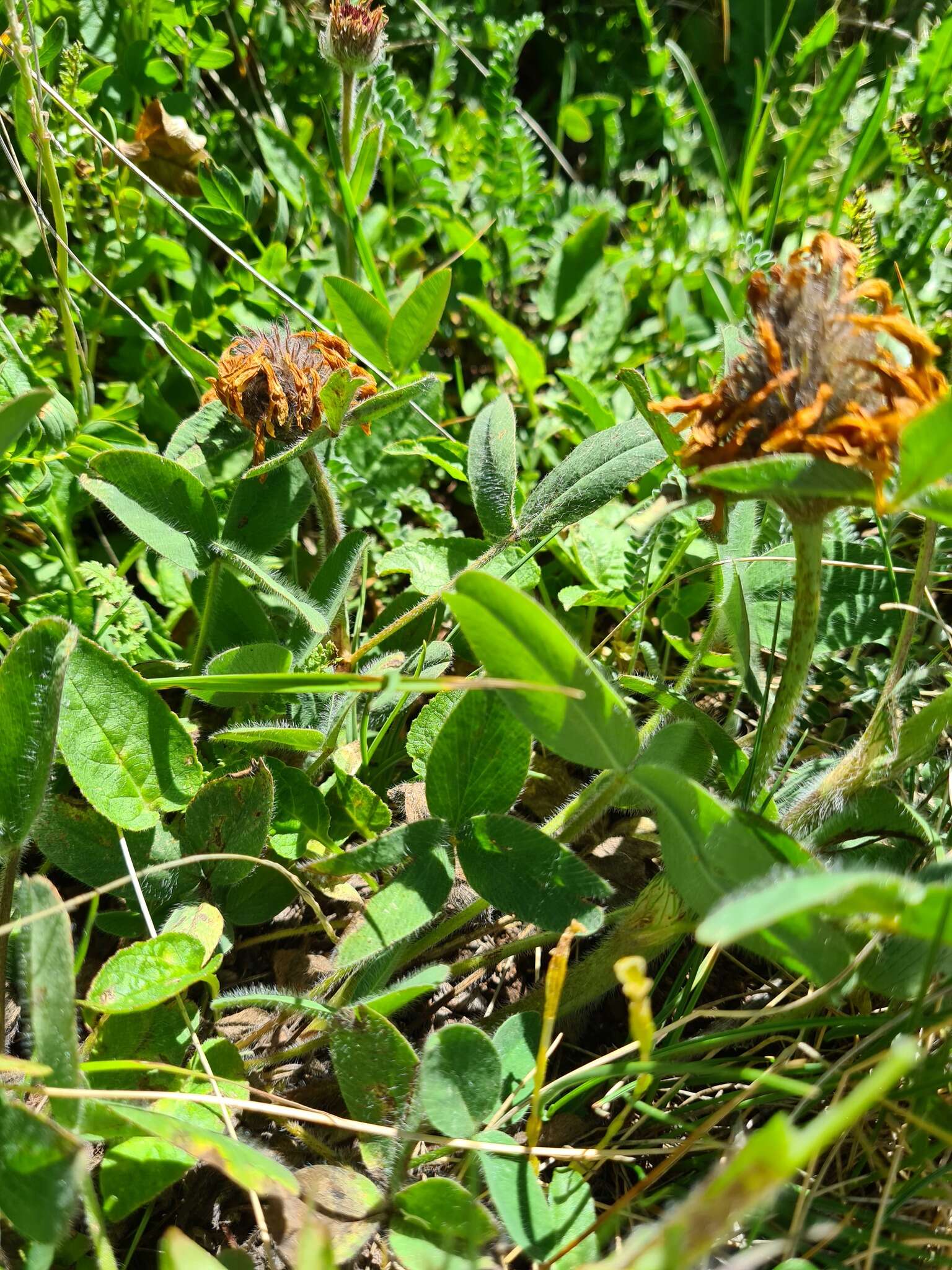 Sivun Trifolium trichocephalum M. Bieb. kuva