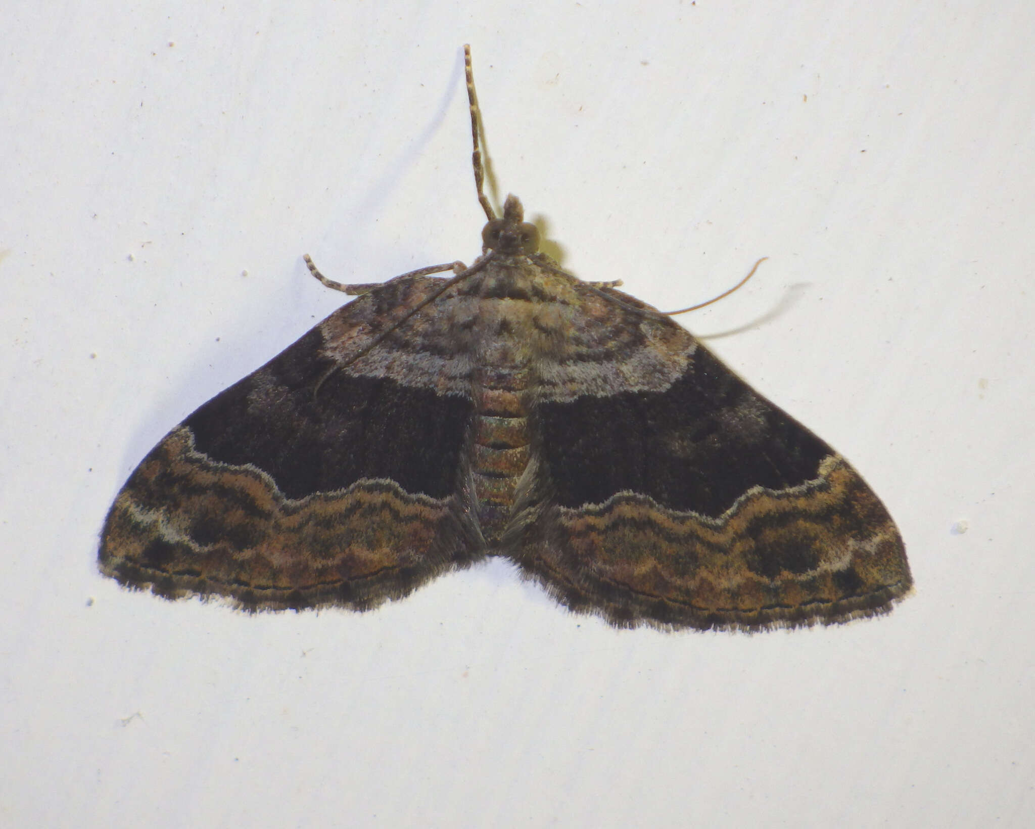 Image of large twin-spot carpet