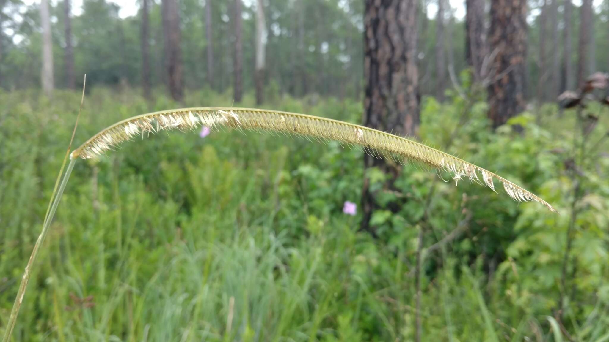 Image of toothache grass
