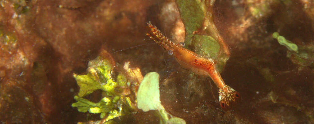 Image de Leander plumosus Bruce 1994