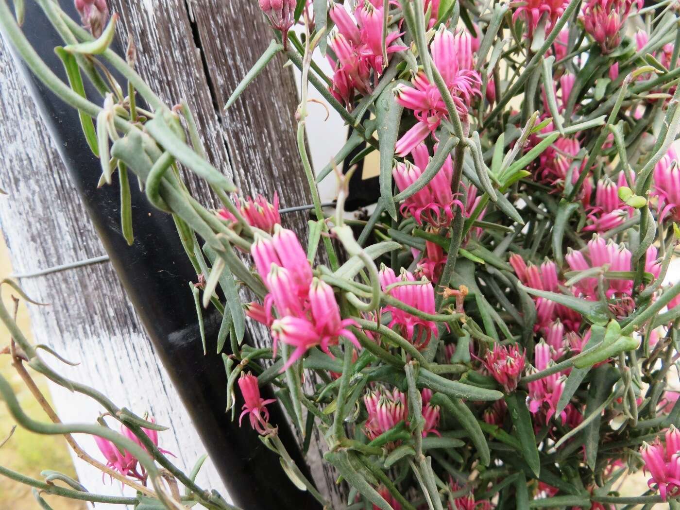 Image of Microloma sagittatum (L.) R. Br.