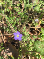 صورة Nemophila pulchella Eastw.