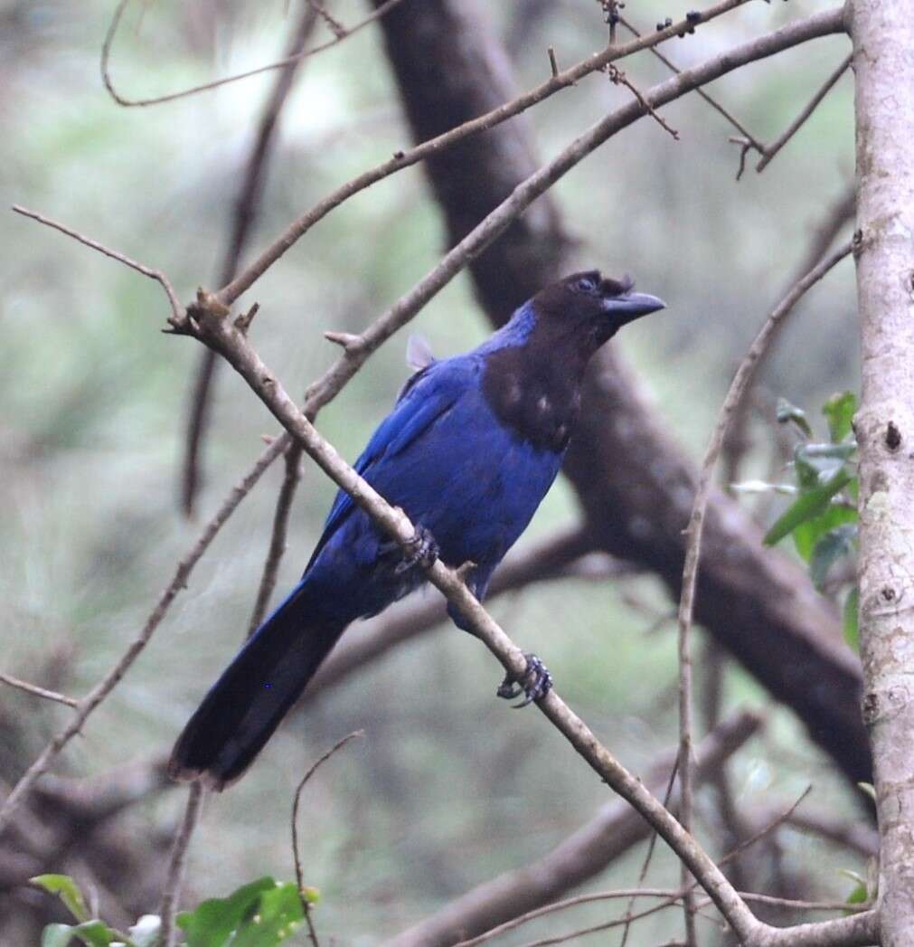 Image of Azure Jay