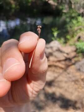 Image of Orange-striped Threadtail