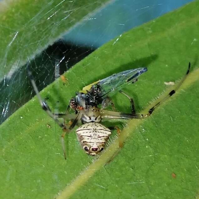 Image of Verrucosa coroico Lise, Kesster & Silva 2015